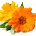 English Marigold